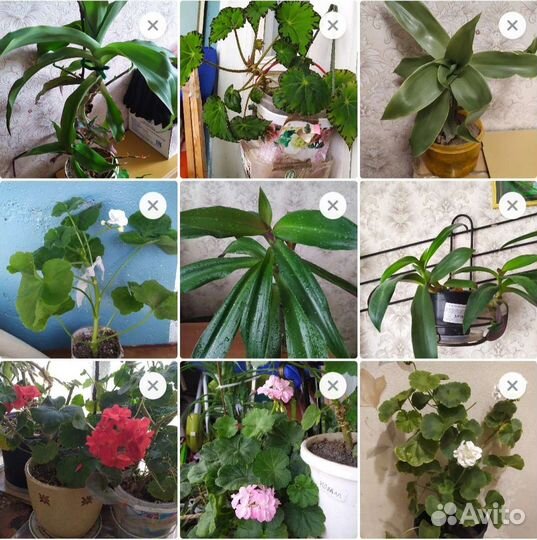 Комнатные растения