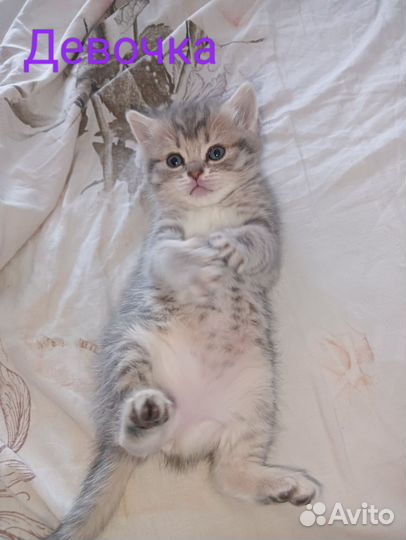 Шотландские котята