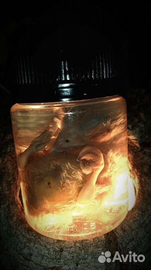 Птенцы в баночках