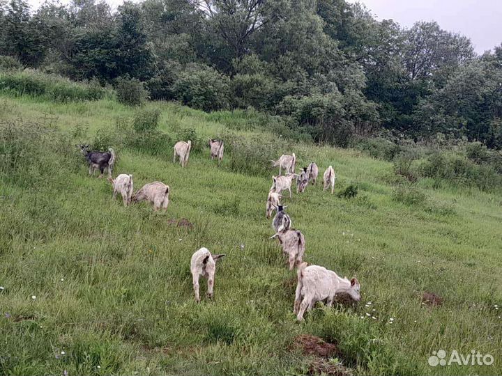 Косички 270кг сама сама выбираешь