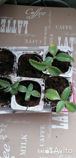 Каланхоэ, бегония, каменная роза