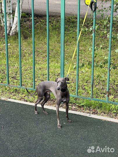 Чемпион левретка вязка