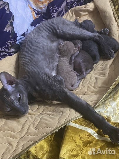 Корниш-рекс