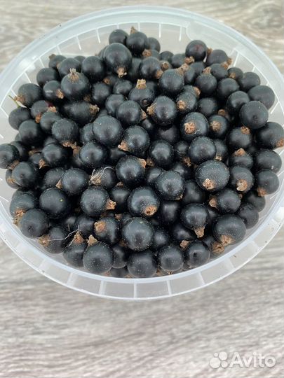 Черная смородина ягода