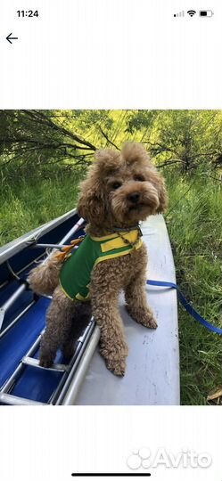 Спасательный жилет для собак