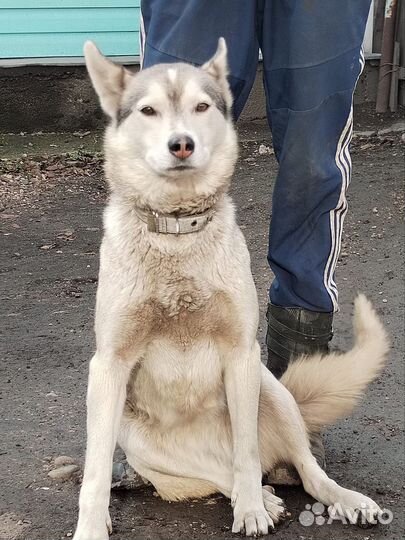 Лайка зсл