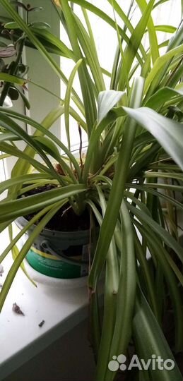 Хлорофитумы