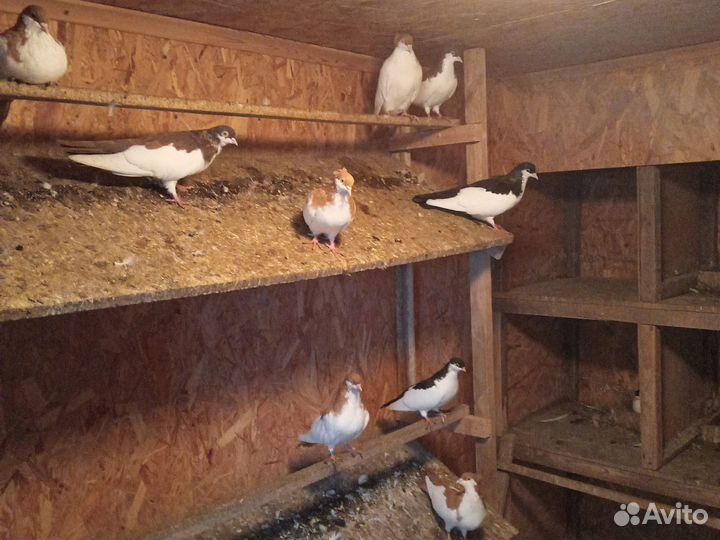 Продажа голубей