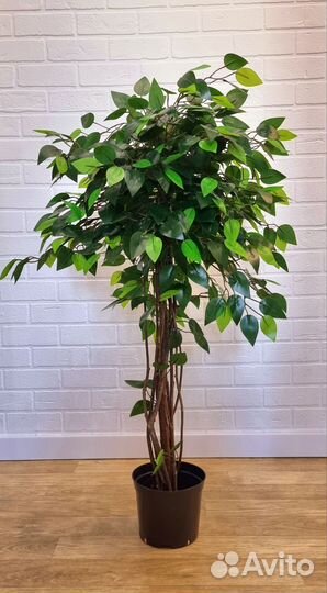 Фикус бенджамина