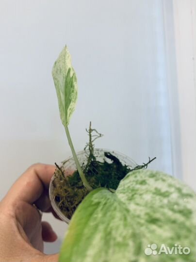 Сциндапсус эпипремнум новинки