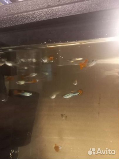 Тернеция гло фиш.Аквариумные рыбки(разводные)