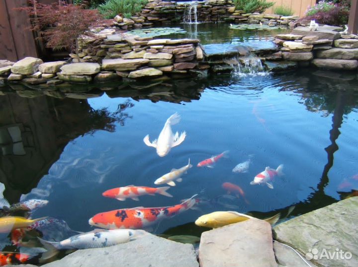 Живая рыба для пруда