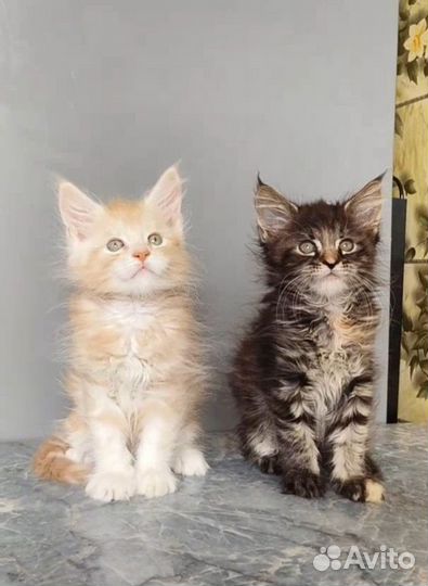 Котята Мейн Кун из питомника