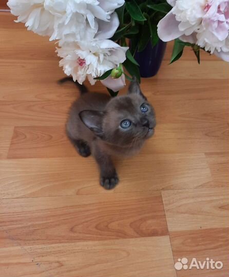 Котята европейской бурмы