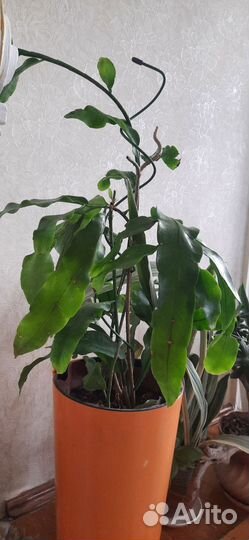 Эпифиллум Оксипеталум