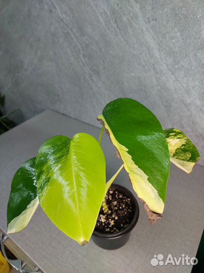 Монстера yellow var