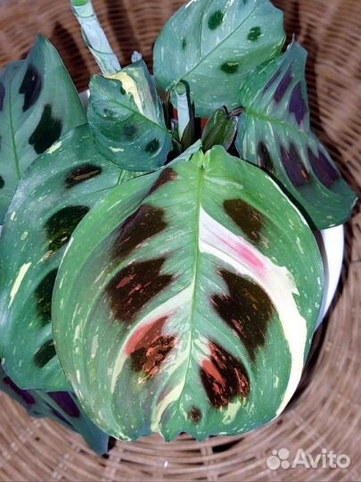 Маранта Бьюти ким