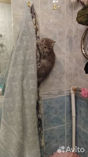 Котенок шатланка