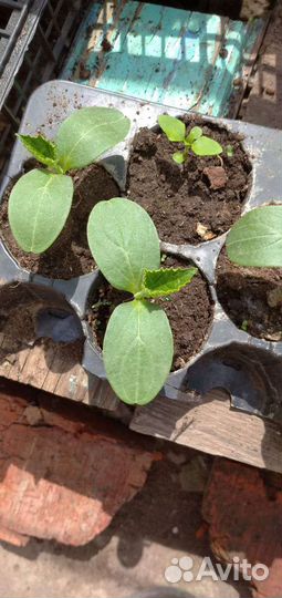 Рассада перца