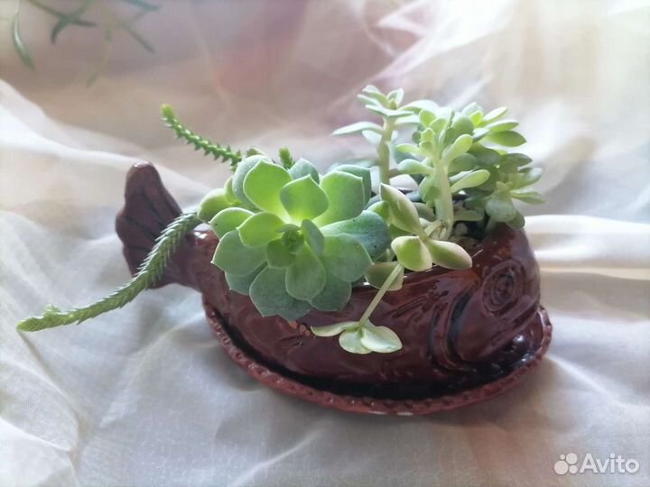 Флорариумы, садики суккулентов, керамика