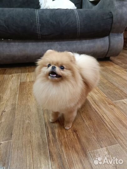 Померанский шпиц мини