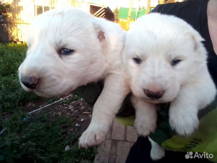 Среднеазиатская овчарка