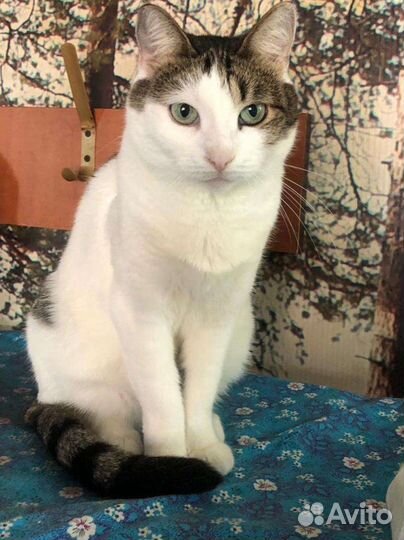 Кошка 1,5 года