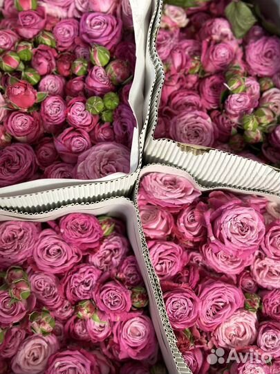 Растения, роза, 51 роза, 101 роза, букет роз