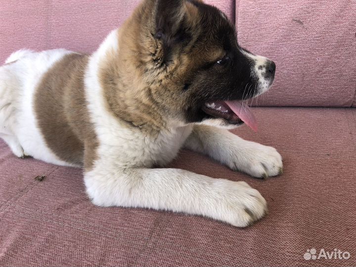 Американская акита