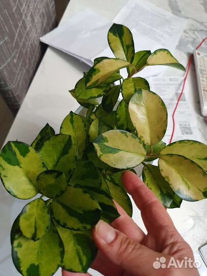 Хойя Лиза,Хойя Кримсон Квин, Плектрантус-мята