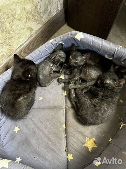 Лысые и полулысые котята