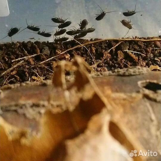 Кормовые тараканы, паук, эублефар, муравьи