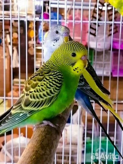 Попугай волнистый, монах квакер, ожереловый птенцы