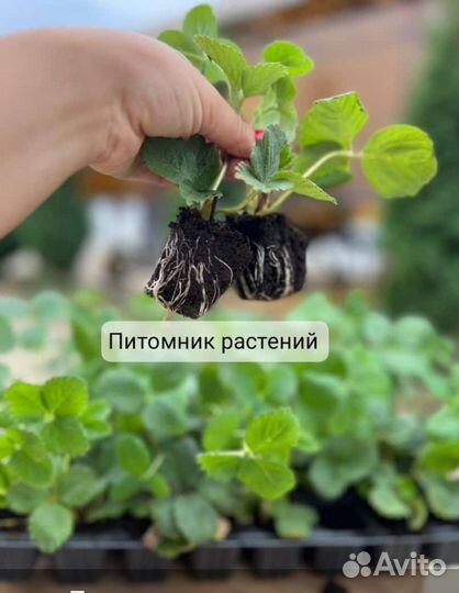 Саженцы клубники фриго/зкс