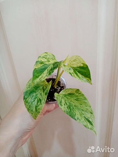 Эпипремнумы