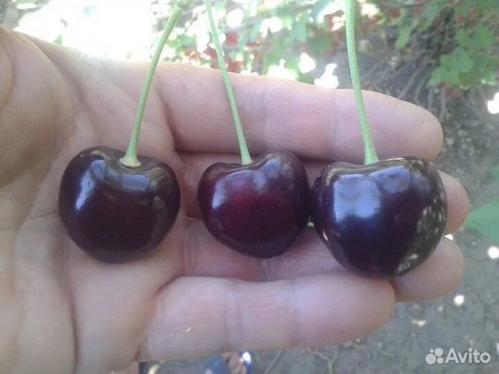Саженцы Черешни