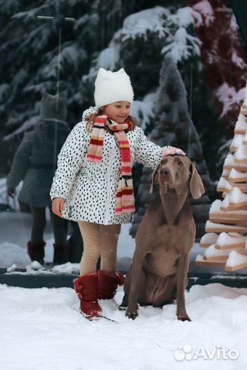 Собака для фотосессии