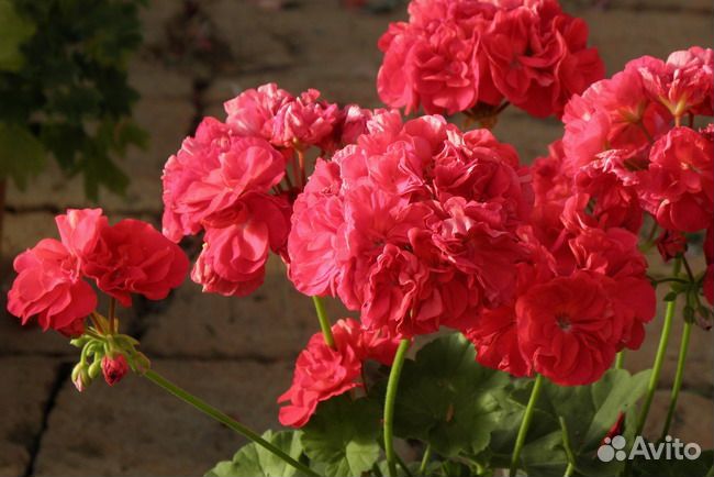 Комнатные цветы