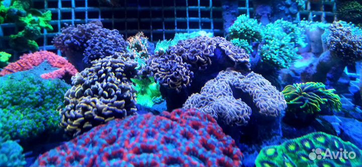 Морские кораллы и рыбы