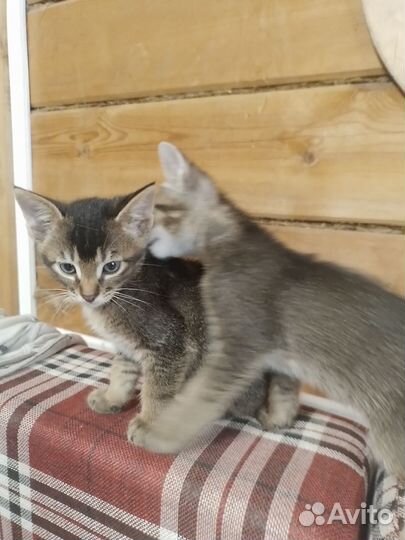 Абиссинские котята