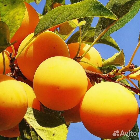 Сливы саженцы зимостойкие 1,8 метра