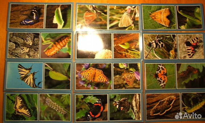 Открытки животных,пресмыкающихся,рыб и бабочек