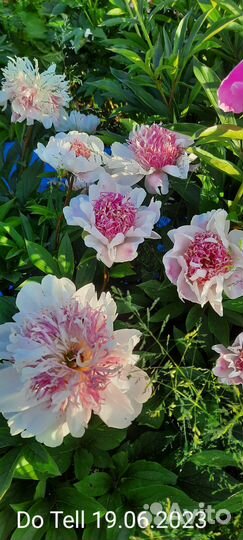 Пионы сортовые рассада саженцы корни Do Tell