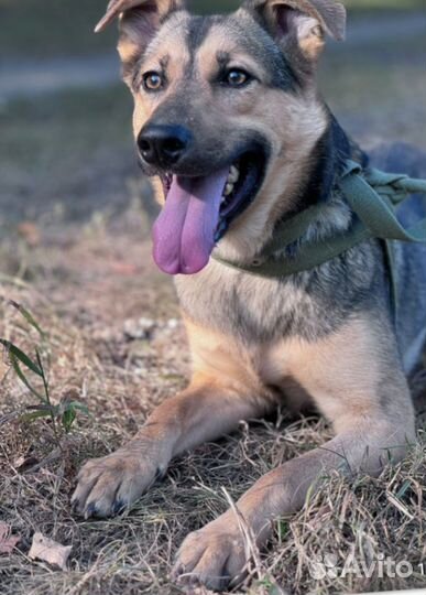 Собака расик