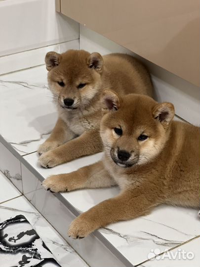 Девчули красотули сибочки