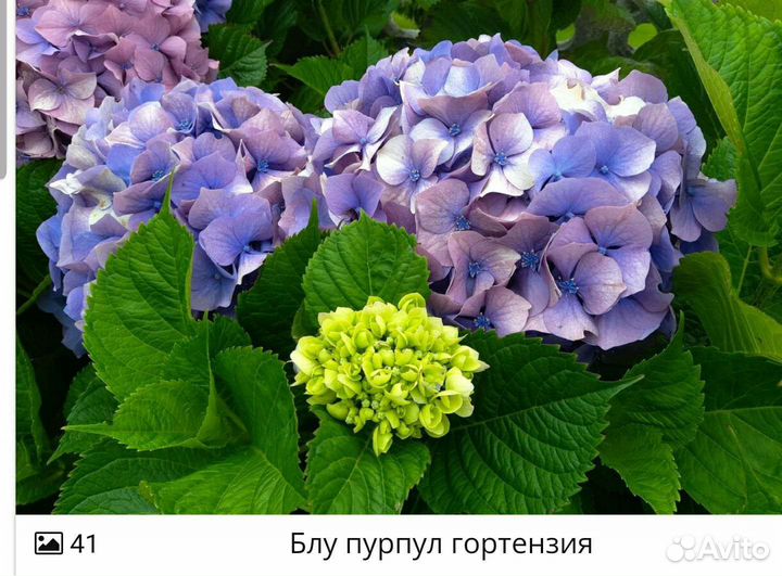 Гортензия крупнолистная