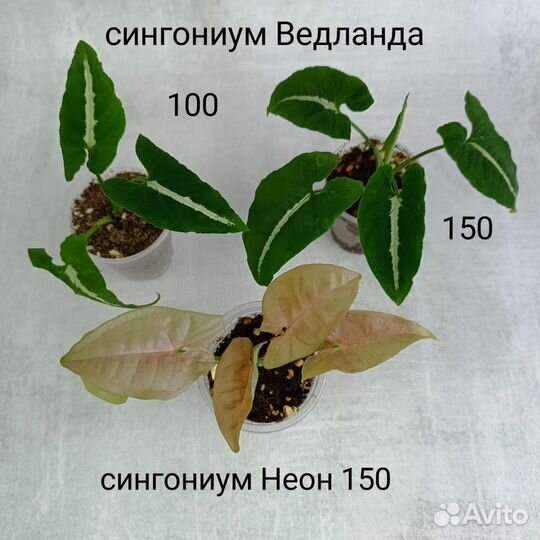 Филодендрон, эпипремнум, сциндапсус и другие