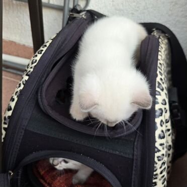 Сиамский котёнок
