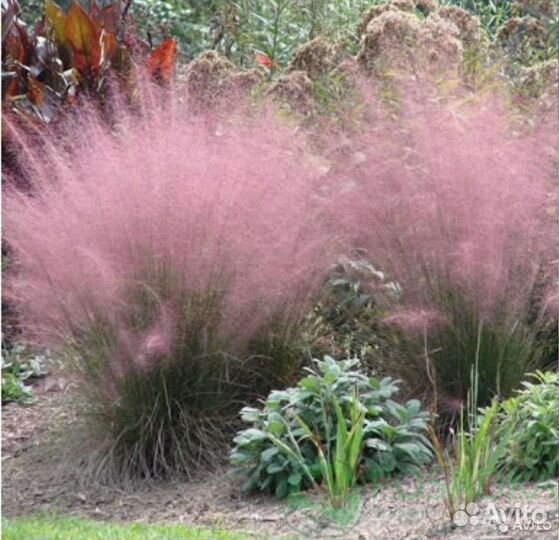 Семена декоративных трав и злаков