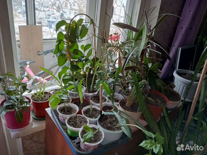 Цветы домашние